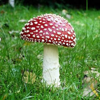 Rot & Weiß Pilz Gemüsesamen für einfache Aussaat