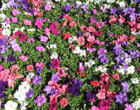 Mixed petunia petunia spp. for anpflanzung in blume bed