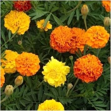 Mix marigold blume samen for anpflanzung - fragrant blossoms, heirloom & gmo free samen for home garten
 
 sale for anpflanzung in home garten.