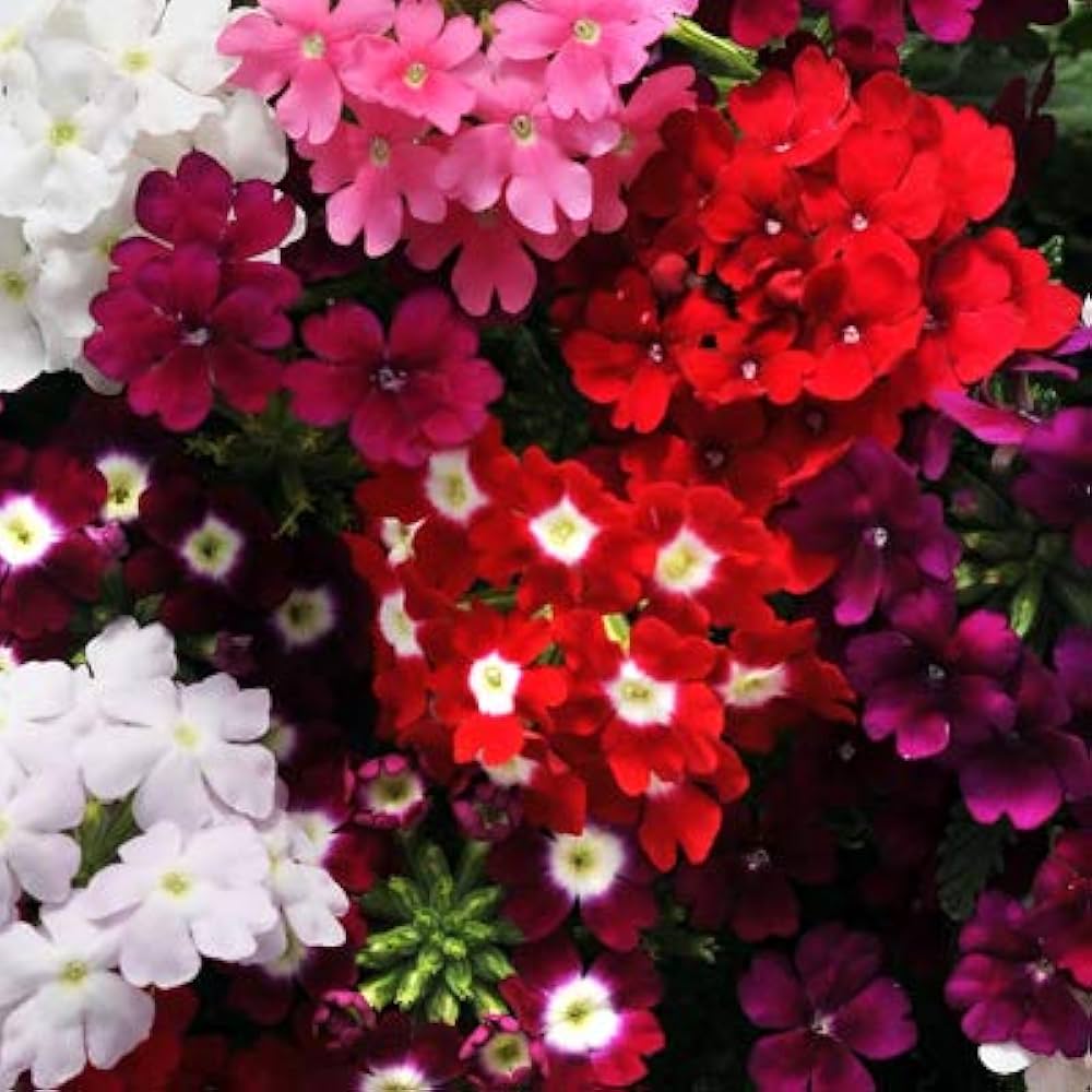 Verbena mixed colors blume samen for anpflanzung