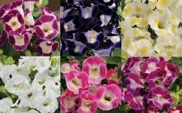Mixed torenia blume samen for anpflanzung - fragrant blossoms, heirloom & gmo free samen for home garten
 
 sale samen for home garten