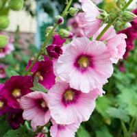 Rosa und Gelb Futaba Alcea Rosea Blumensamen zur Aussaat – Drought verträglich – Traditionssorte & ohne Gentechnik Samen Hausgarten
