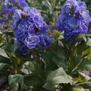 Blau gilly blume samen for anpflanzung - drought tolerant, heirloom & gmo free samen for home garten
 
 sale for anpflanzung in home garten.