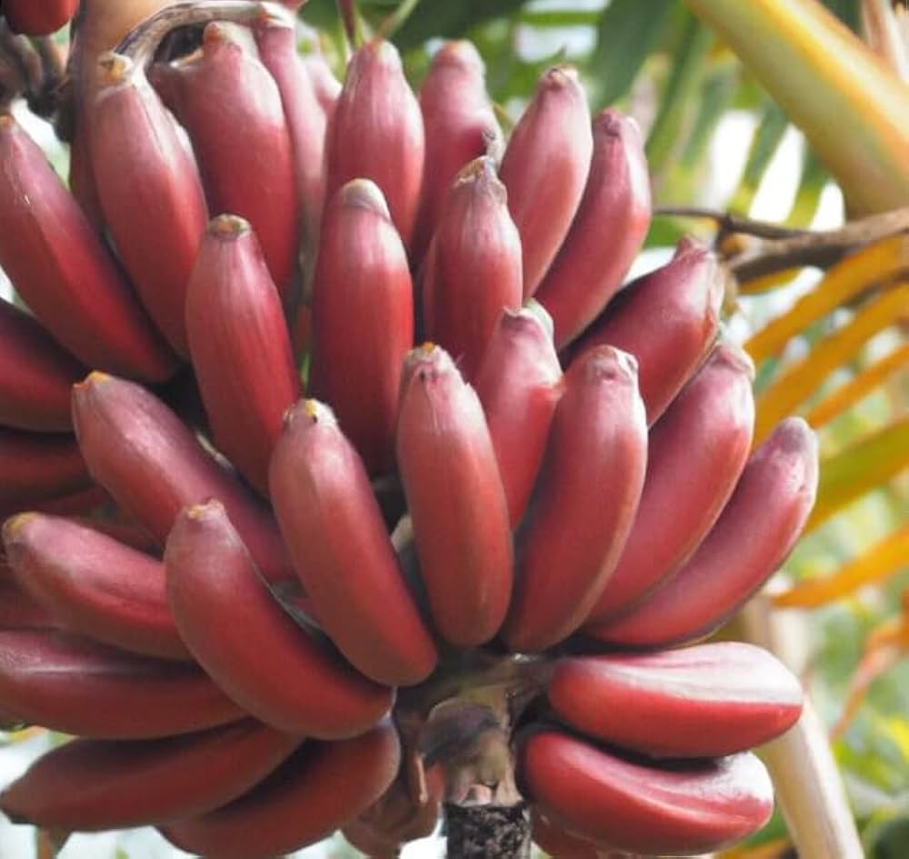 Bananensamen für einfaches Anpflanzen
