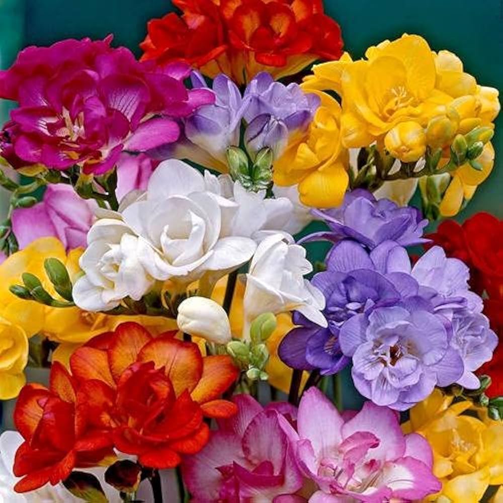 MultiColored Freesias Blumensamen zur Aussaat sonnenliebend Traditionssorte & ohne Gentechnik Samen Hausgarten