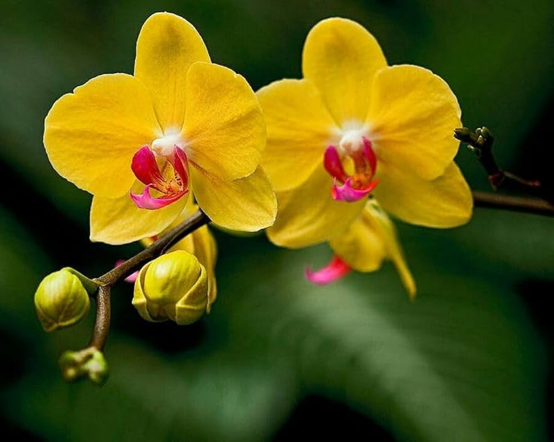 tief Gelb Schmetterlingsorchidee Orchidee Samen Blumensamen zur Aussaat pflegeleicht Traditionssorte & ohne Gentechnik Samen Hausgarten