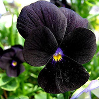 Schwarz Mischung Stiefmütterchen Blumensamen zur Aussaat duftend Blüten Traditionssorte & ohne Gentechnik Samen Hausgarten