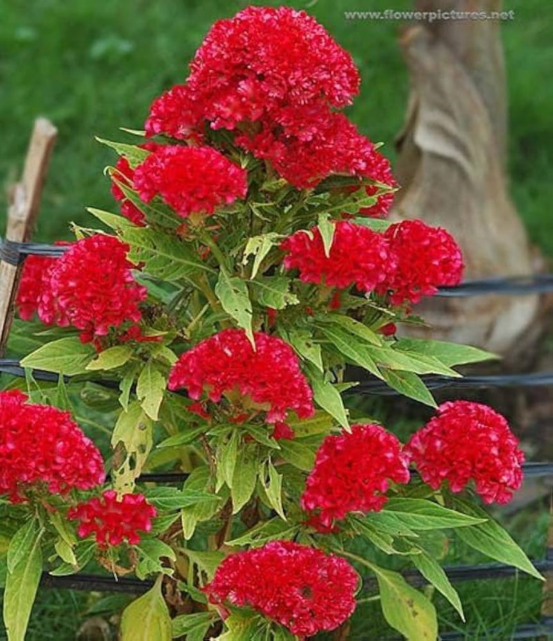 Semi di fiori Rosso Crimson da seminare – luminosi – varietà tradizionale e senza OGM, semi per il giardino domestico