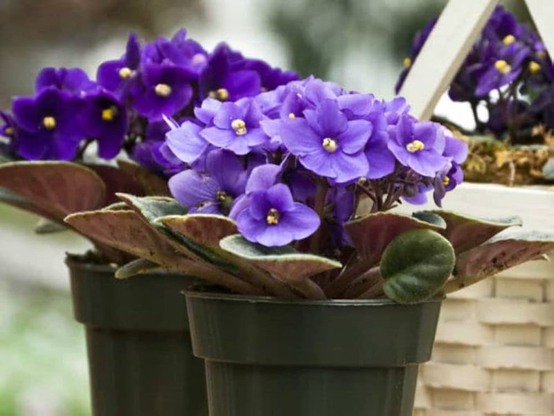 Saintpaulia Blumensamen zur Aussaat lang Blüte Saison Traditionssorte & ohne Gentechnik Samen Hausgarten