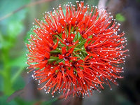 Rot greyia sutherlandii blume samen for anpflanzung - long bloom season, heirloom & gmo free samen for home garten
 
 sale for anpflanzung in home garten.