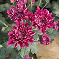 Chrysanthemum blume samen for vibrant fall anpflanzung