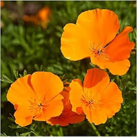 Orange eschscholtzia jardim blume samen blume samen for anpflanzung fragrant blossoms heirloom & gmo free samen for home garten 
 
 sale for anpflanzung in home garten