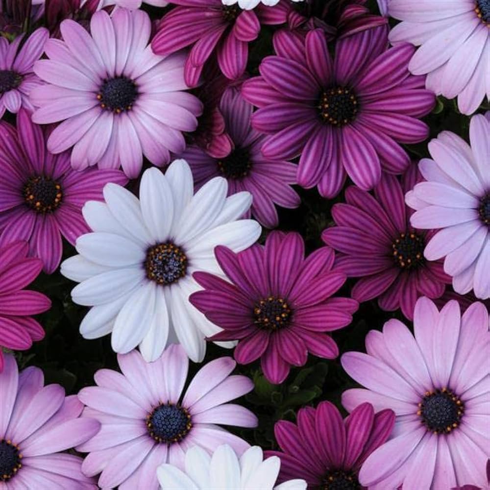 Kapkörbchen Gemischt African Daisy Blumensamen