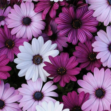 Kapkörbchen Gemischt African Daisy Blumensamen