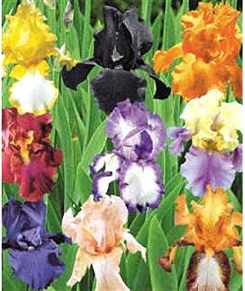Gemischt Iris Bearded Semi Iris Bonsai selten Samen