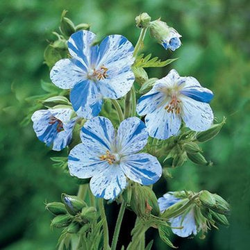 Blau Pelargonium Peltatum Blumensamen zur Aussaat saisonal Dauerblüher Traditionssorte & ohne Gentechnik Samen Hausgarten