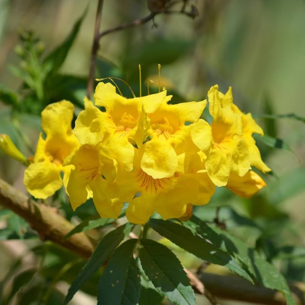 Gelb Cape Honeysuckle Blumensamen zur Aussaat – farbenfroh Schau – Traditionssorte & ohne Gentechnik Samen Hausgarten