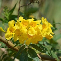 Gelb Cape Honeysuckle Blumensamen zur Aussaat – farbenfroh Schau – Traditionssorte & ohne Gentechnik Samen Hausgarten
