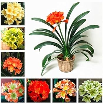 Mixed clivia blume samen for anpflanzung - shade tolerant, heirloom & gmo free samen for home garten
 
 sale samen for home garten
