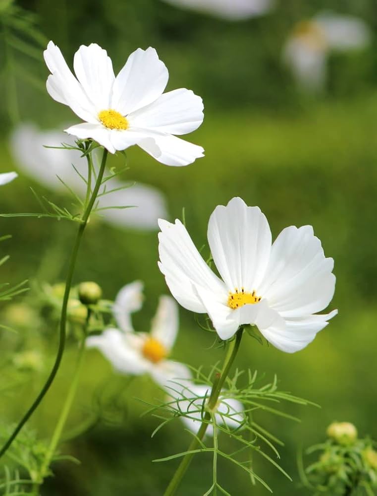 Weiß Cosmos Blumensamen zur Aussaat – sonnenliebend – Traditionssorte & ohne Gentechnik Samen Hausgarten