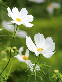 Weiß Cosmos Blumensamen zur Aussaat – sonnenliebend – Traditionssorte & ohne Gentechnik Samen Hausgarten