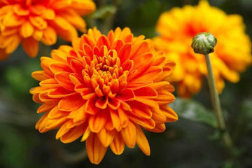 Orange chrysanthemum blume samen for anpflanzung - hardy variety, heirloom & gmo free samen for home garten
 
 sale samen for home garten