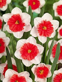 Rot gefüllt Narzisse Blumensamen zur Aussaat Wildblume Mischung Traditionssorte & ohne Gentechnik Samen Hausgarten