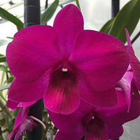Violett Hydroponic Orchidee Samen einfache Aussaat