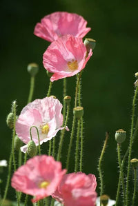 Oriental Poppy Papaver orientale Blumensamen zur Aussaat