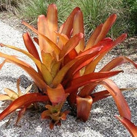 Orange bromeliad tillandsia bulbosa blume samen for anpflanzung - cut blume favorite, heirloom & gmo free samen for home garten
 
 sale samen for home garten