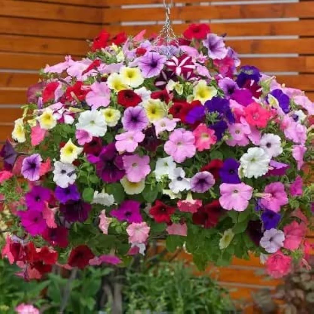 Trailing Petunie Petunie X Hybrida Samen zur Aussaat – leuchtend Blüten hängend Baskets & Blume Beet