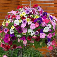 Trailing Petunie Petunie X Hybrida Samen zur Aussaat – leuchtend Blüten hängend Baskets & Blume Beet
