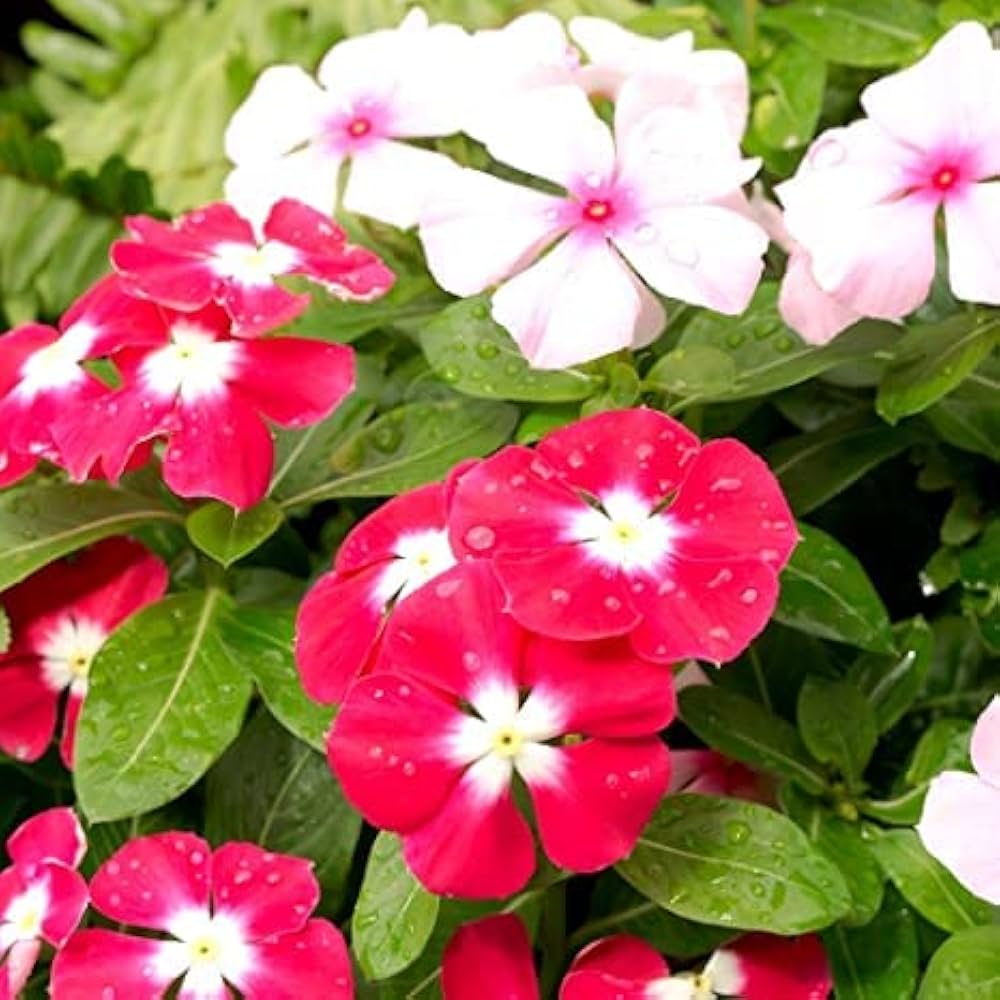 Gemischt Rosa Malve Mischung Samen zur Aussaat Hausgarten Blume Beet
