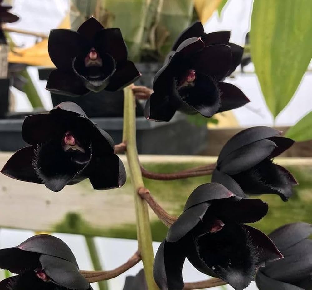 Schwarz Orchidee Blumensamen zur Aussaat – saisonal Dauerblüher – Traditionssorte & ohne Gentechnik Samen Hausgarten