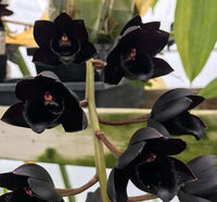 Schwarz Orchidee Blumensamen zur Aussaat – saisonal Dauerblüher – Traditionssorte & ohne Gentechnik Samen Hausgarten