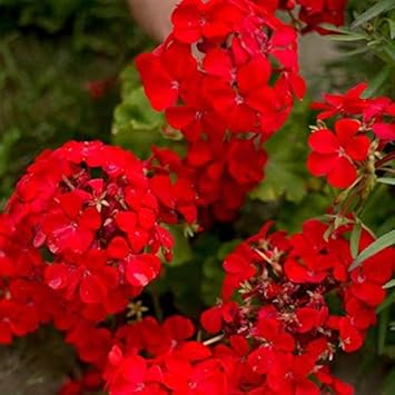 Dark gelb violet bougainvillea blume samen for anpflanzung pollinator friendly heirloom & gmo free samen for home garten
 
 sale for anpflanzung in home garten