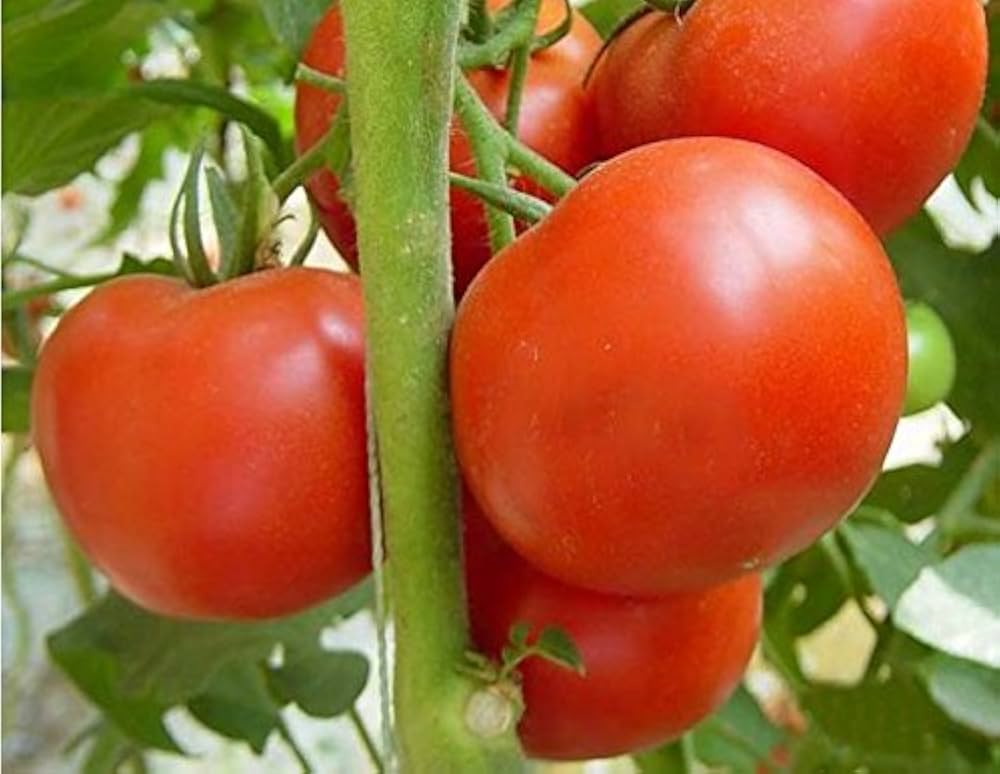 Multi Variety Tomate Samen Solanum lycopersicum zum Pflanzen in Raised Beds and Home Garden