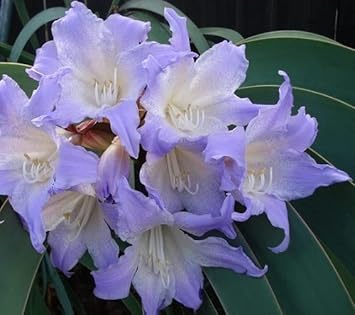 Weiß blau hippeastrum blume samen for anpflanzung - bright blooms, heirloom & gmo free samen for home garten
 
 sale for anpflanzung in home garten.