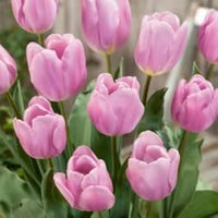 Tulip blume samen for anpflanzung pollinator friendly heirloom & gmo free samen for home garten 
 
 sale for anpflanzung in home garten