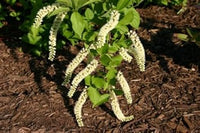 Weiß sweetspire blume samen for anpflanzung - sun loving, heirloom & gmo free samen for home garten
 
 sale for anpflanzung in home garten