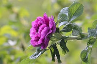 Lila camellia blume samen for anpflanzung - colorful display, heirloom & gmo free samen for home garten
 
 sale for anpflanzung in home garten