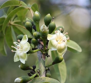 Pentandra blume samen for anpflanzung - cut blume favorite, heirloom & gmo free samen for home garten
sale samen for anpflanzung in home garten