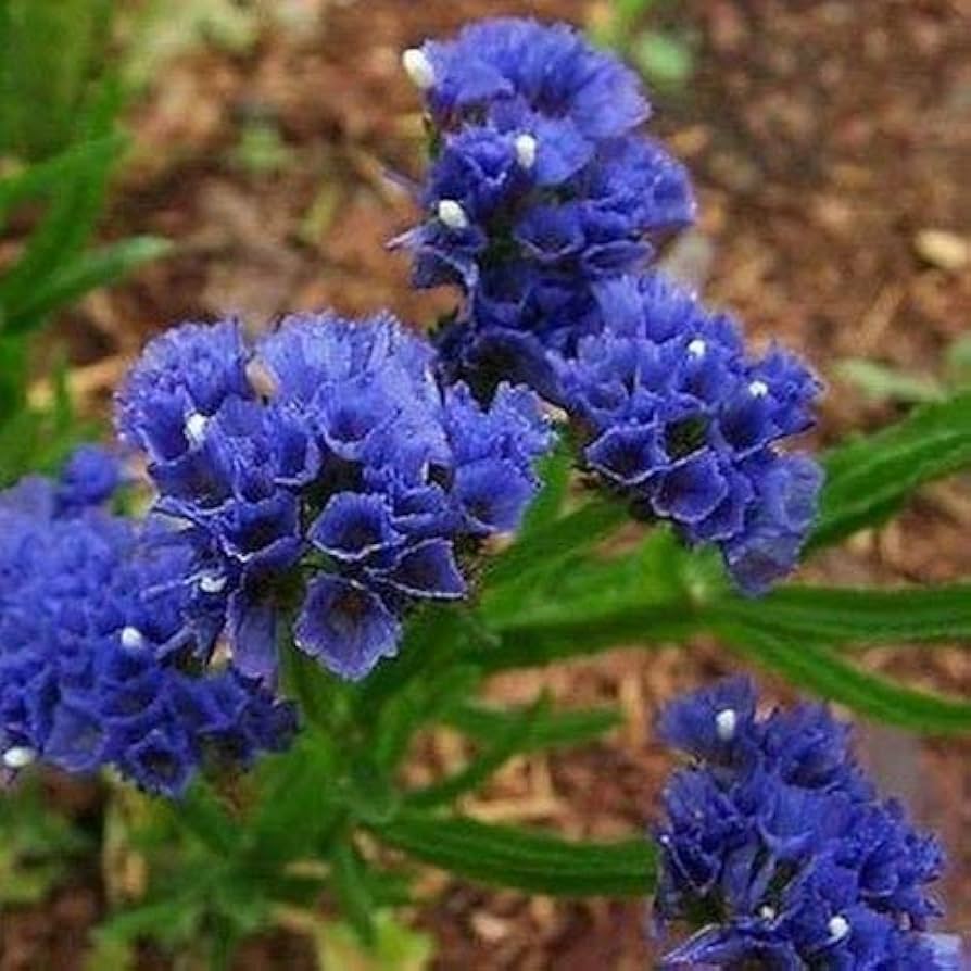 Statice Limonium sinuatum Blau River Samen zur Aussaat dried Blumen Stein Garten