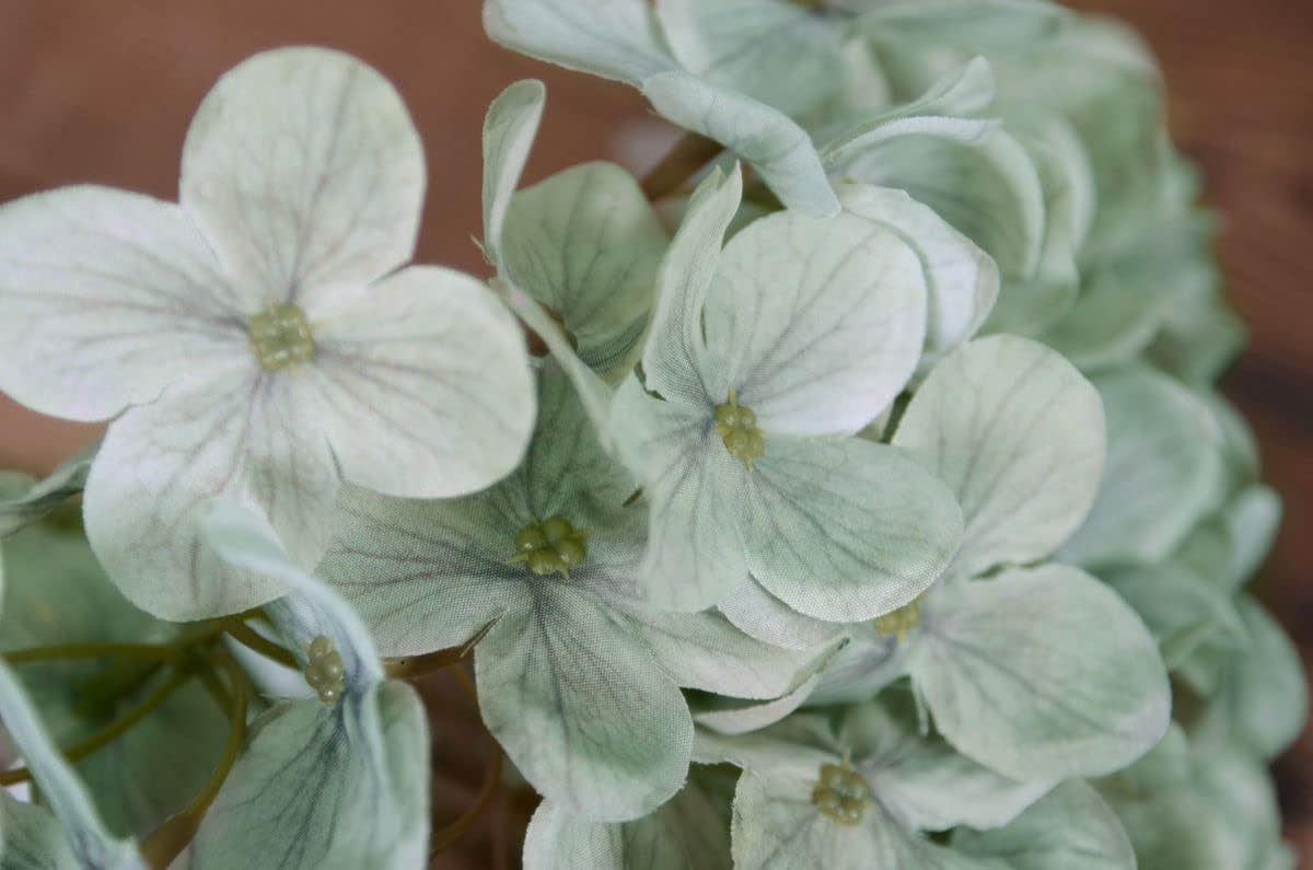 Khaki hydrangea blume samen for anpflanzung - cottage garten essential, heirloom & gmo free samen for home garten
 
 sale samen for anpflanzung in home garten