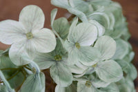 Khaki hydrangea blume samen for anpflanzung - cottage garten essential, heirloom & gmo free samen for home garten
 
 sale samen for anpflanzung in home garten