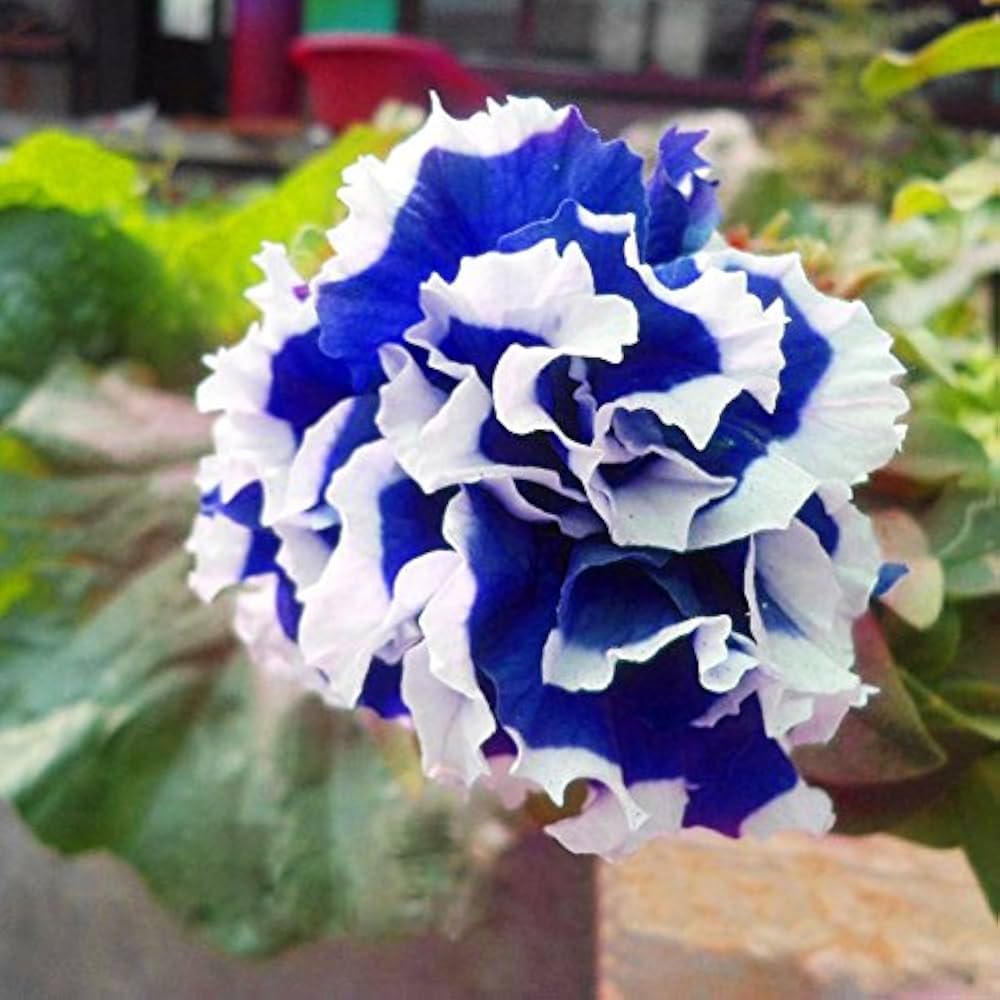 Garten petunia petals blume samen