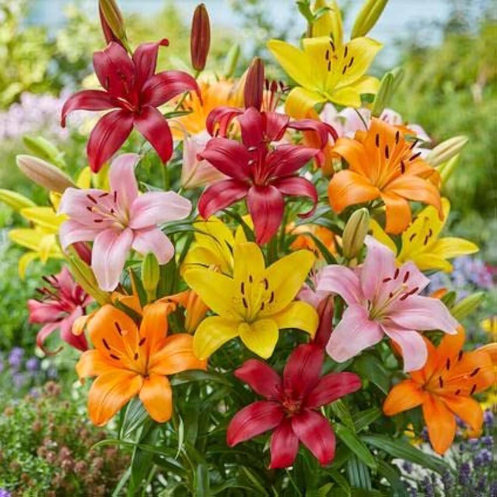 Lluvia Blumensamen zur Aussaat – Schnitt Blume beliebt – Traditionssorte & ohne Gentechnik Samen Hausgarten