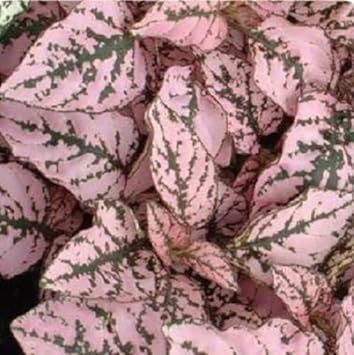 Rosa hypoestes splash blume samen for anpflanzung - fragrant blossoms, heirloom & gmo free samen for home garten
 
 sale for anpflanzung in home garten.