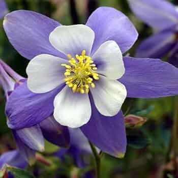 hell Blau Rosa Akelei Blumensamen zur Aussaat kompakt Wuchs Traditionssorte & ohne Gentechnik Samen Hausgarten