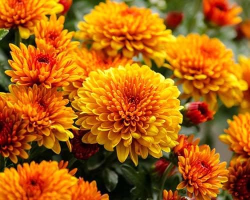Gelb & Orange Chrysantheme Blumensamen zur Aussaat – leuchtend – Traditionssorte & ohne Gentechnik Samen Hausgarten